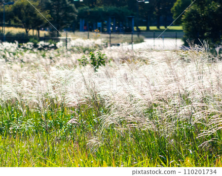 Autumn scenery: a field of pampas grass swaying in the wind 110201734