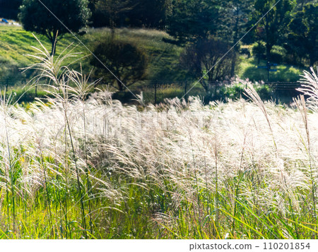 Autumn scenery: a field of pampas grass swaying in the wind Autumn scenery: a field of pampas grass swaying in the wind 110201854