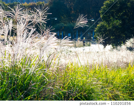 Autumn scenery: a field of pampas grass swaying in the wind Autumn scenery: a field of pampas grass swaying in the wind 110201856