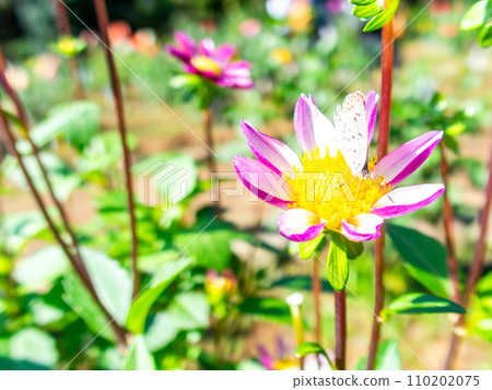 在秋日陽光明媚的天空下，一隻可愛的利卡恩蝴蝶正在盛開的大麗花中吸取花蜜。 110202075