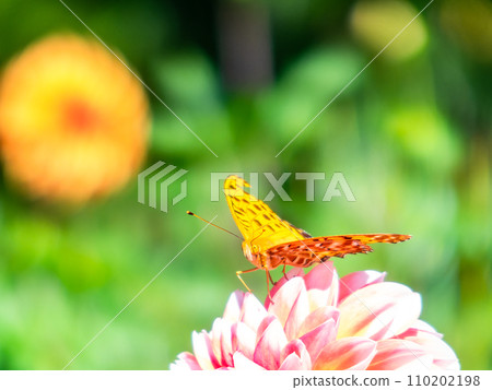 A black-bellied fritillary butterfly comes to suck nectar from a dahlia in full bloom under a clear autumn sky 110202198