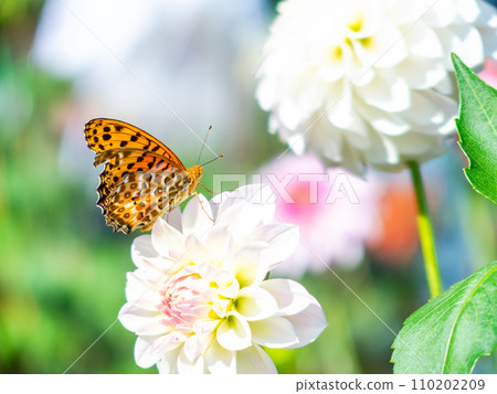 A black-bellied fritillary butterfly comes to suck nectar from a dahlia in full bloom under a clear autumn sky 110202209