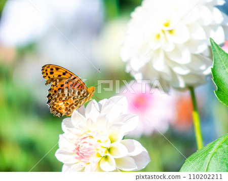 在秋天晴朗的天空下,一隻黑腹貝母蝴蝶正在盛開的大麗花中吸食花蜜 在秋天晴朗的天空下,一隻黑腹貝母蝴蝶正在盛開的大麗花中吸食花蜜 110202211