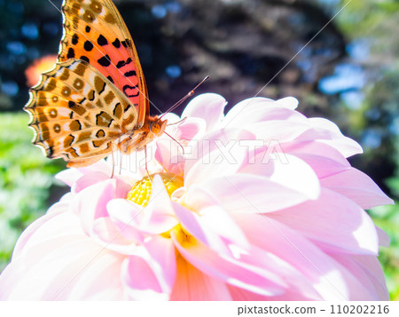 A black-bellied fritillary butterfly comes to suck nectar from a dahlia in full bloom under a clear autumn sky 110202216