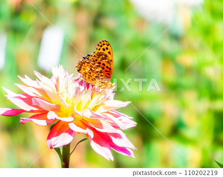 A black-bellied fritillary butterfly comes to suck nectar from a dahlia in full bloom under a clear autumn sky A black-bellied fritillary butterfly comes to suck nectar from a dahlia in full bloom under a clear autumn sky 110202219