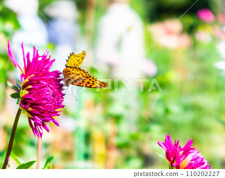 A black-bellied fritillary butterfly comes to suck nectar from a dahlia in full bloom under a clear autumn sky 110202227