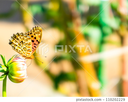 在秋天晴朗的天空下，一隻黑腹貝母蝴蝶正在盛開的大麗花中吸食花蜜 110202229