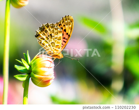 在秋天晴朗的天空下,一隻黑腹貝母蝴蝶正在盛開的大麗花中吸食花蜜 在秋天晴朗的天空下,一隻黑腹貝母蝴蝶正在盛開的大麗花中吸食花蜜 110202230