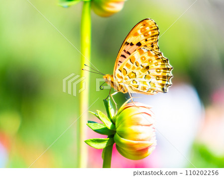 A black-bellied fritillary butterfly comes to suck nectar from a dahlia in full bloom under a clear autumn sky 110202256