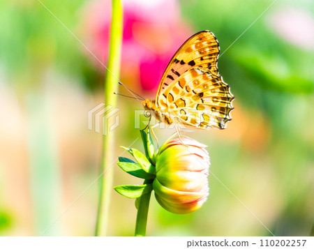 A black-bellied fritillary butterfly comes to suck nectar from a dahlia in full bloom under a clear autumn sky 110202257