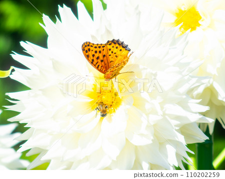 A black-bellied fritillary butterfly comes to suck nectar from a dahlia in full bloom under a clear autumn sky A black-bellied fritillary butterfly comes to suck nectar from a dahlia in full bloom under a clear autumn sky 110202259