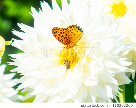 A black-bellied fritillary butterfly comes to suck nectar from a dahlia in full bloom under a clear autumn sky 110202260