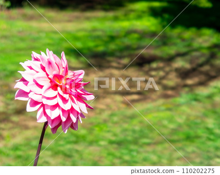 Beautifully blooming dahlias in full bloom under the clear autumn sky 110202275