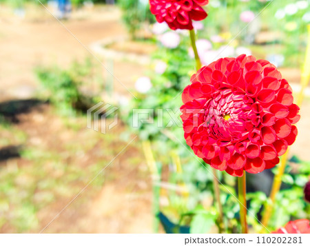 Beautifully blooming dahlias in full bloom under the clear autumn sky 110202281