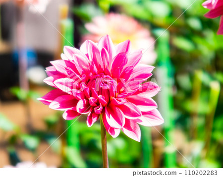 Beautifully blooming dahlias in full bloom under the clear autumn sky 110202283