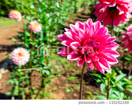 美麗的大麗花在秋日晴朗的天空下盛開 美麗的大麗花在秋日晴朗的天空下盛開 110202288