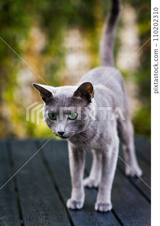 Blue cat sitting on wooden table with green background, sitting in the garden. 110202310