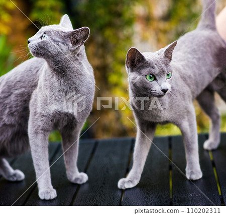 Blue cat sitting on wooden table with green background, sitting in the garden. 110202311