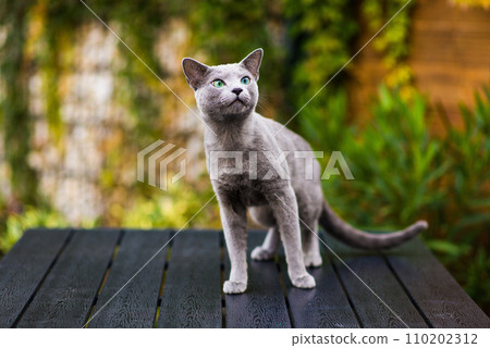 Blue cat sitting on wooden table with green background, sitting in the garden. Blue cat sitting on wooden table with green background, sitting in the garden. 110202312