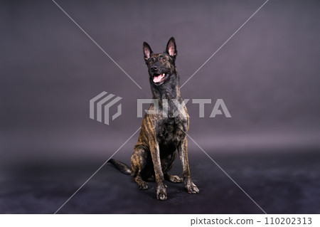 Studio shot of an adorable mixed breed dog sitting on black background. Studio shot of an adorable mixed breed dog sitting on black background. 110202313