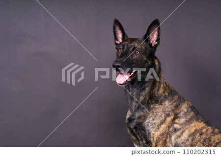 Studio shot of an adorable mixed breed dog sitting on black background. Studio shot of an adorable mixed breed dog sitting on black background. 110202315
