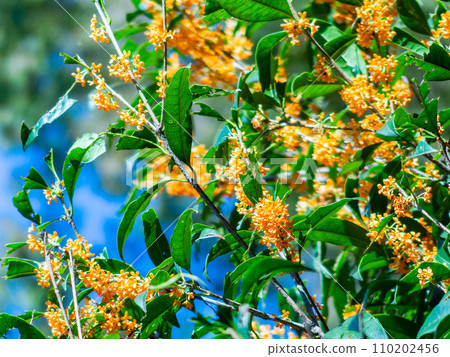 Autumn scenery: Orange-colored osmanthus with a rich fragrance Autumn scenery: Orange-colored osmanthus with a rich fragrance 110202456
