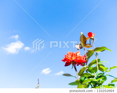 Colorful and beautiful autumn roses that shine on a clear autumn day 110202664
