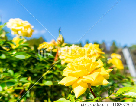 Colorful and beautiful autumn roses that shine on a clear autumn day Colorful and beautiful autumn roses that shine on a clear autumn day 110202766