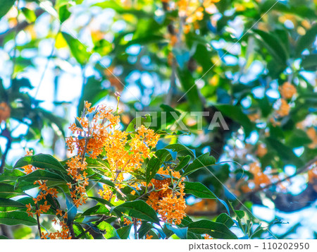 Autumn scenery: Orange-colored osmanthus with a rich fragrance 110202950