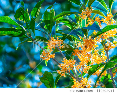 秋景：橘色桂花，香氣濃鬱 110202951
