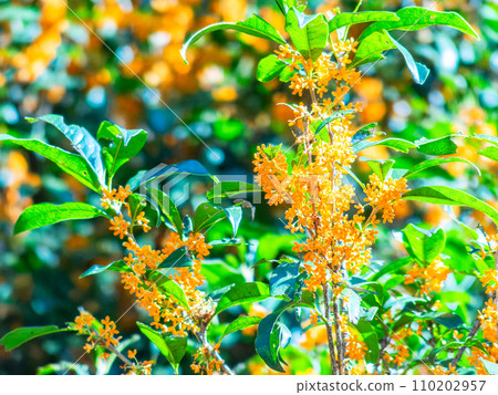 秋景：橘色桂花，香氣濃鬱 110202957