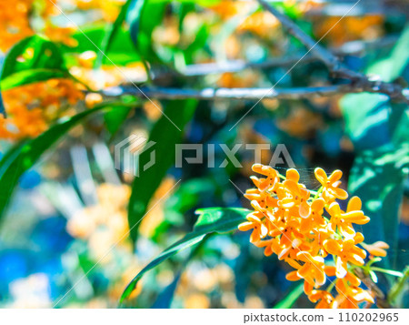 秋景:橘色桂花,香氣濃鬱 秋景:橘色桂花,香氣濃鬱 110202965