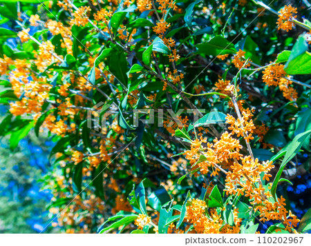 秋景:橘色桂花,香氣濃鬱 秋景:橘色桂花,香氣濃鬱 110202967