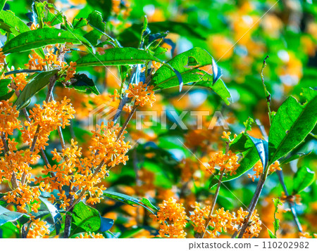 Autumn scenery: Orange-colored osmanthus with a rich fragrance 110202982