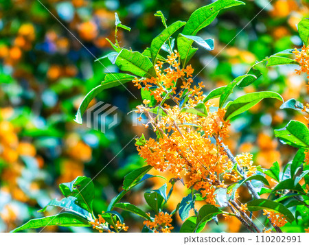 秋景：橘色桂花，香氣濃鬱 110202991