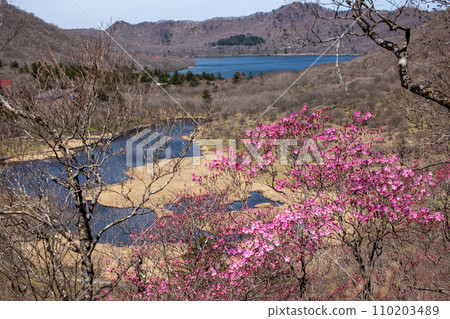 Red palm flowers, Kakumanbuchi and Onuma seen from Mt. Akagi in Gunma Prefecture 110203489