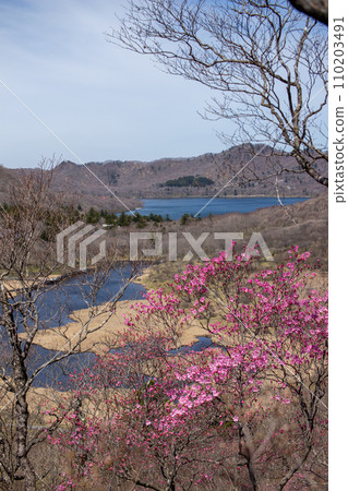 Red palm flowers, Kakumanbuchi and Onuma seen from Mt. Akagi in Gunma Prefecture 110203491