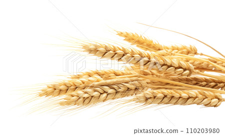 Wheat on the transparent background Wheat on the transparent background 110203980