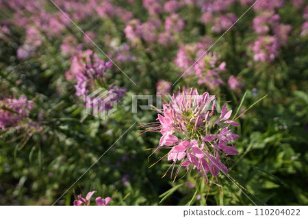 spider flower, Cleome pink flower 110204022
