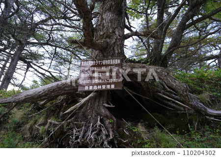 Explanation board of natural larch on the middle course trail descending from near Tomi's Head on Mt. Asama September 19, 2023 110204302