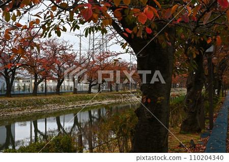 Late autumn scenery with withered cherry blossoms reflected on the water surface (horizontal composition) 110204340