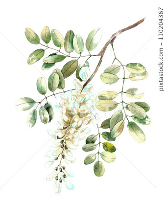 Watercolor Robinia white acacia isolated on white 110204367