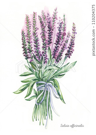 Sage herb boquet. Watercolor vintage illustration. Hand drawn salvia plant element. Realistic botanical sage organic plant. Sage herb boquet. Watercolor vintage illustration. Hand drawn salvia plant element. Realistic botanical sage organic plant. 110204375