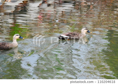 兩隻斑嘴鴨在水面優雅地遊動 兩隻斑嘴鴨在水面優雅地遊動 110204618