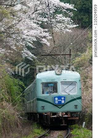 Oigawa Railway's local train Oigawa Railway in spring Oigawa Railway's local train Oigawa Railway in spring 110204959