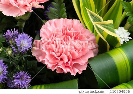 Pink flower close up view 110204966