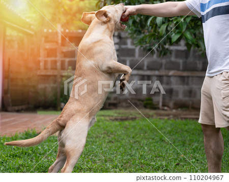 Labrador dog jump to fetch toy Labrador dog jump to fetch toy 110204967