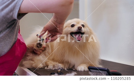 dog in the dog salon takes a bath. animal care, wool care 110205285