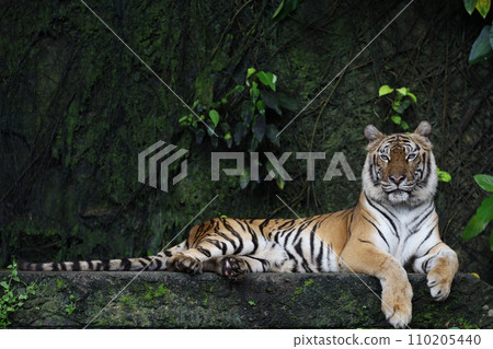 Close up Indochinese tiger is beautiful animal and dangerous in forest Close up Indochinese tiger is beautiful animal and dangerous in forest 110205440