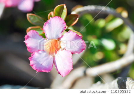 Desert rose, APOCYACEAE or Adenium obesum or Mock Azalea or Pinkbignonia or Impala lily or pink bignonia Desert rose, APOCYACEAE or Adenium obesum or Mock Azalea or Pinkbignonia or Impala lily or pink bignonia 110205522